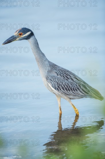 Yellow-crowned Night Heron (Nyctanassa violacea) looking for food, Sanibel Island, J.N. Ding Darling National Wildlife Refuge, Florida, USA