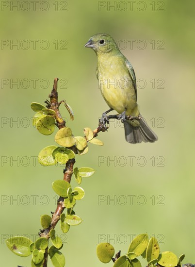 Painted Bunting (Passerina ciris) female on a branch, Texas, USA
