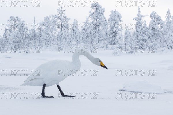 Whooper Swan (Cygnus cygnus), Finland