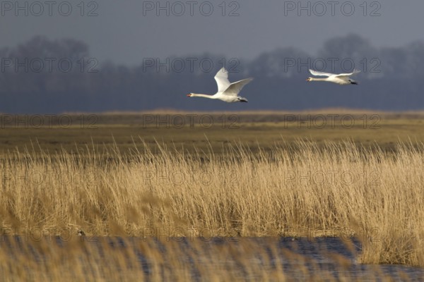 Mute Swan (Cygnus olor) flying, North Rhine-Westphalia, Germany
