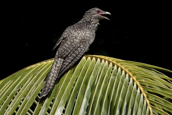 Asian Koel (Eudynamys scolopaceus) female calling, Singapore