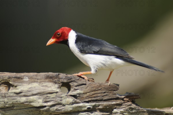 Yellow-billed Cardinal (Paroaria capitata), Pantanal, Brazil
