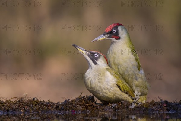 European Green Woodpecker (Picus viridis) pair mating, Subotica, Serbia