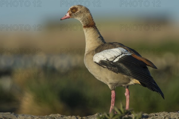 Egyptian Goose (Alopochen aegyptiaca), Schleswig-Holstein, Germany