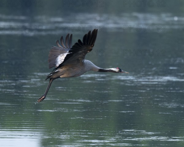 Crane (Grus grus) in flight over a lake, Lower Saxony, Germany