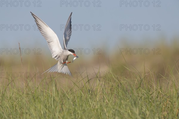 Common Tern (Sterna hirundo) flying with fish prey in beak, Massachusetts, USA