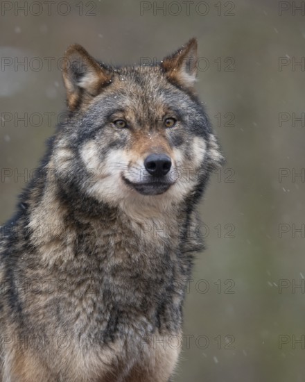 European Wolf (Canis lupus) adult portrait, Lower Saxony, Germany