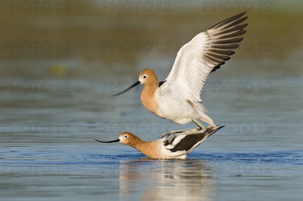 American Avocet (Recurvirostra americana), Arizona, USA