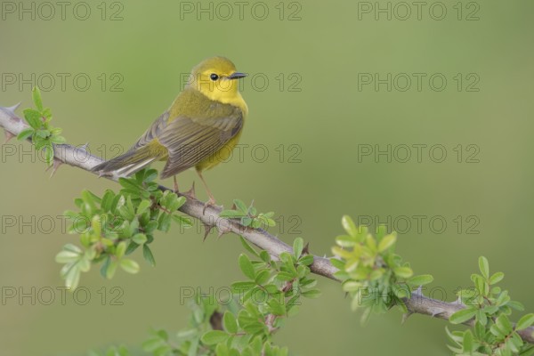 Hooded Warbler (Setophaga citrina) female, Texas, USA