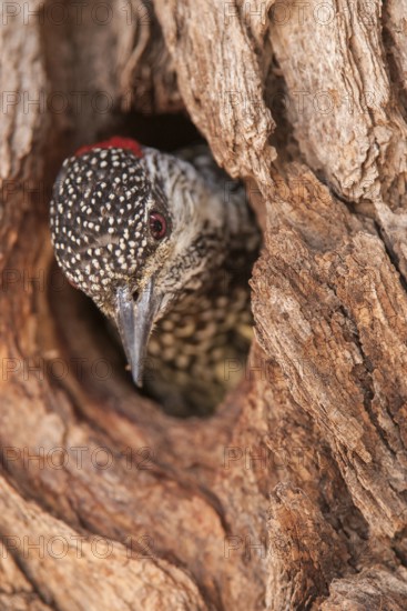Golden-tailed Woodpecker (Campethera abingoni), Northern Cape, South Africa