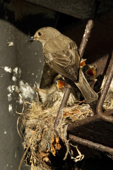 Spotted Flycatcher (Muscicapa striata) chick, Lower Saxony, Germany