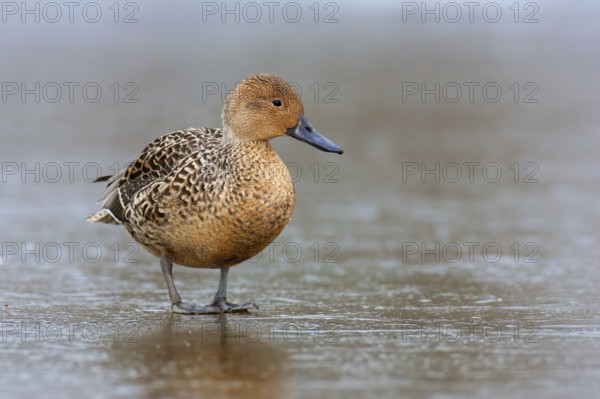 Northern Pintail (Anas acuta) female, British Columbia, Canada