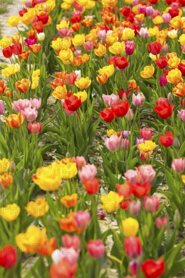 Colourful blooming tulips (tulpia) in a field for self-cutting flowers in Katzenberg, Nossen, Saxony, Germany