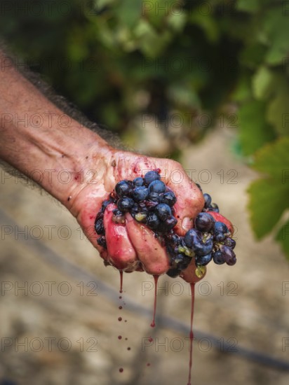 A close-up of a hand crushing ripe grapes in a Mallorcan vineyard, showcasing the vibrant juice and texture of the fruit amidst lush green leaves. Captures the essence of harvest