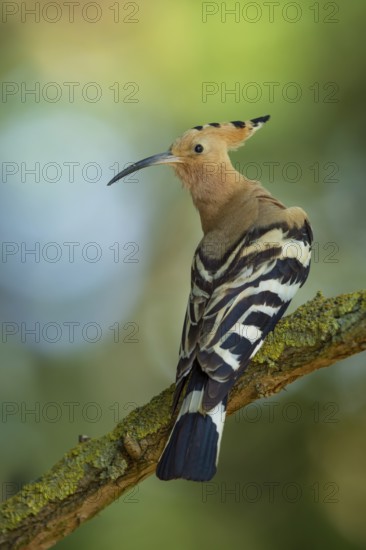 Wiedehopf, Upupa epops Eurasian hoopoe, Upupa epops