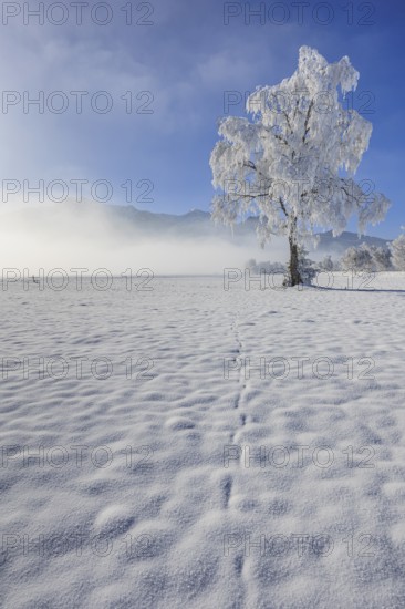 Snow-covered tree, hoarfrost, sun, winter, Loisach-Lake Kochel moor, Alpine foothills, Upper Bavaria, Bavaria, Germany