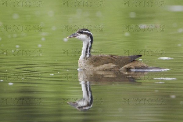 Sungrebe (Heliornis fulica), Ecuador