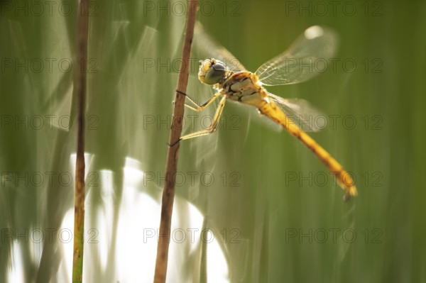 A dragonfly perches delicately on a reed in the vibrant wetlands of puebla de belena, Guadalajara. The sunlight illuminates its delicate wings, showcasing natureâ€™s artistry