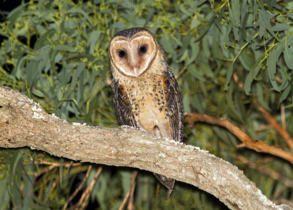 Australian Masked Owl (Tyto novaehollandiae), New South Wales, Australia
