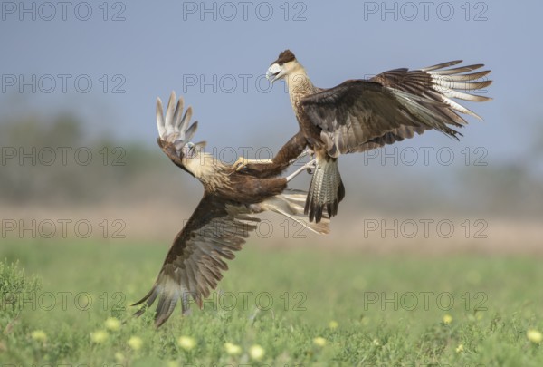 Northern Crested Caracara (Caracara cheriway) juveniles quarreling, Texas, USA