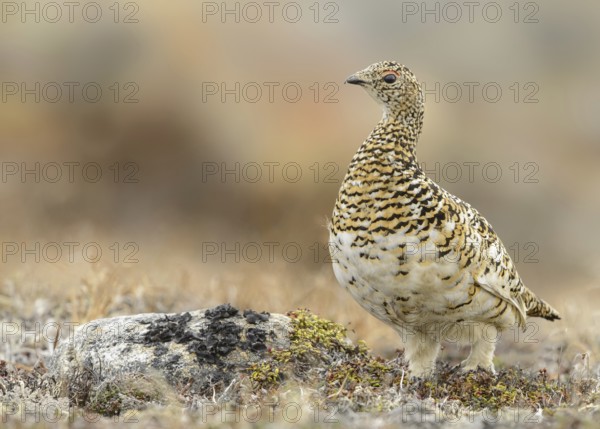 Rock Ptarmigan (Lagopus muta) female, Alaska, USA