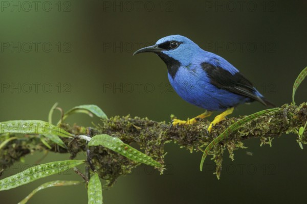 Shining Honeycreeper (Cyanerpes lucidus) perched on a branch in Costa Rica