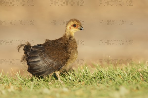 Australian Brushturkey (Alectura lathami) juvenile, Queensland, Australia