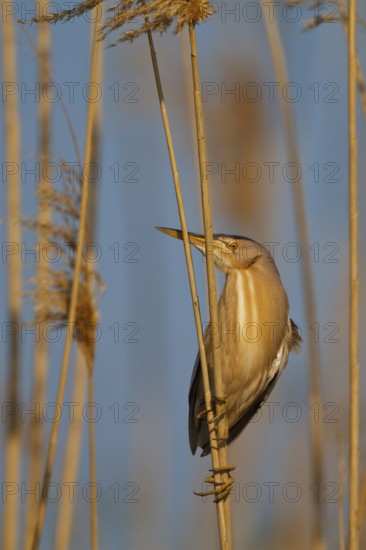Little Bittern (Ixobrychus minutus) male, Greece