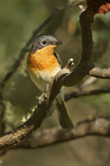 Satin Flycatcher (Myiagra cyanoleuca) female, Tasmania, Australia