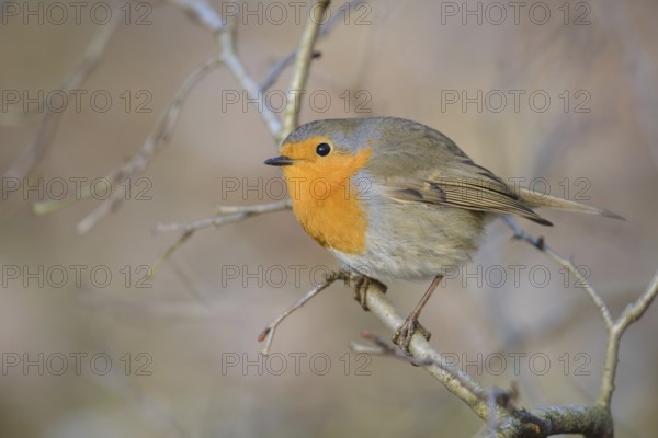 European Robin (Erithacus rubecula), Thuringia, Germany