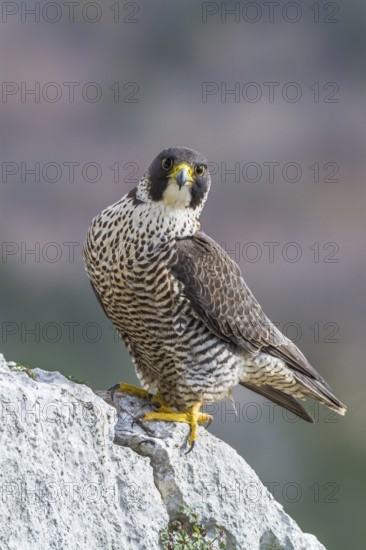 Peregrine Falcon (Falco peregrinus) perched on a rock, Istria, Croatia