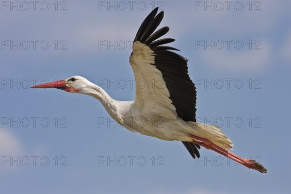 White Stork (Ciconia ciconia) flying, Hesse, Germany
