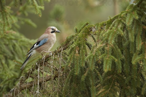 Eurasian Jay (Garrulus glandarius), Grisons, Switzerland