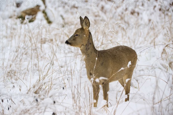 A roe deer looks to the side in a snow-covered meadow, surrounded by quiet, calm winter grasses, Winter, Roe deer (Capreolus capreolus), Hesse, Germany