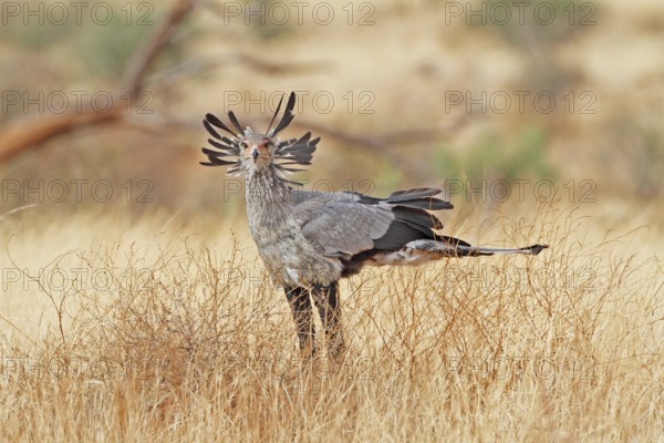 Secretarybird (Sagittarius serpentarius), Samburu, Kenya