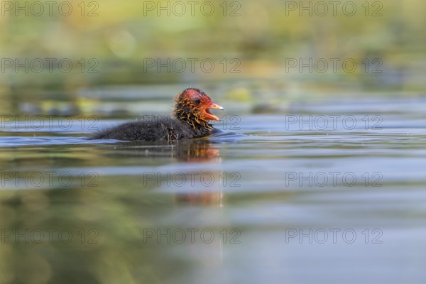 Eurasian Coot (Fulica atra) chick calling, Mecklenburg-Western Pomerania, Germany