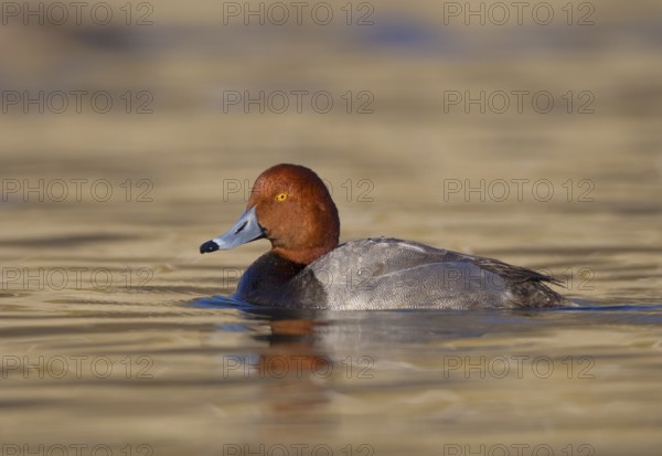 Redhead (Aythya americana) male, Ohio, USA