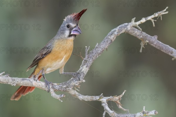 Vermilion Cardinal (Cardinalis phoeniceus) perched on a branch in Colombia, South America
