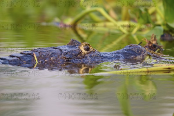 Close-up of a caiman head gliding silently in the water, surrounded by vegetation, Spectacled caiman (Caiman yacare, Caiman crocodilus yacare), Pantanal, Mato Grosso, Brazil