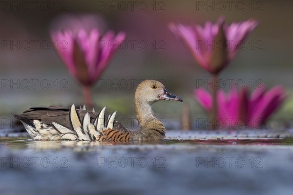 Plumed Whistling Duck (Dendrocygna eytoni) in a wetland area in Papua New Guinea