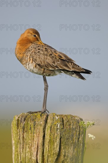 Uferschnepfe (Limosa limosa), Black-tailed Godwit, ruhender Altvogel auf Sitzwarte, Mai, Nijkerk, Niederlande