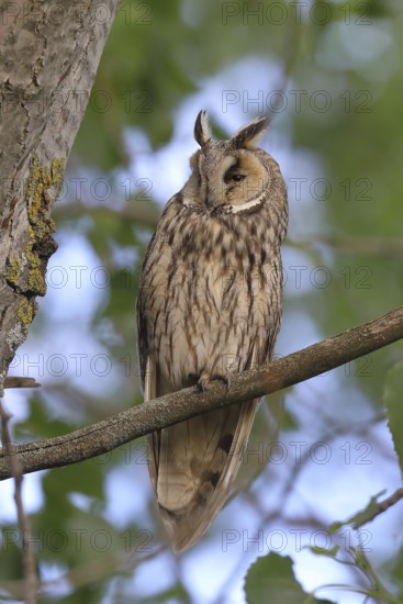 Long-eared owl (Asio otus), sitting on a branch in an aspen (Populus tremula), Burgenland, Austria
