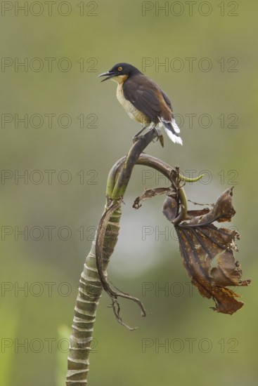 Black-capped Donacobius (Donacobius atricapilla) singing, Ecuador