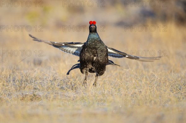 Black grouse (Lyrurus tetrix), black grouse courtship in Sweden, Fågelsjö, Gävleborgs län, Sweden
