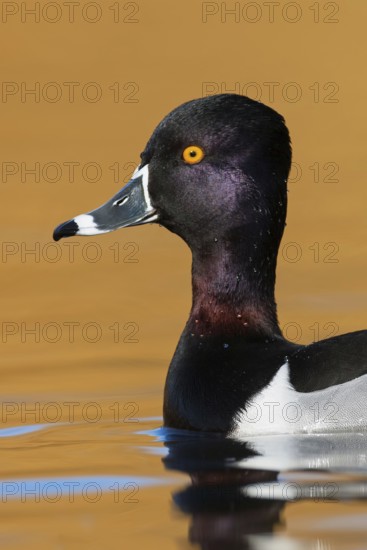 Ring-necked Duck (Aythya collaris) male, British Columbia, Canada