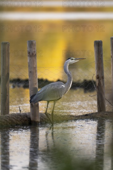 Grey heron (Ardea cinerea), standing in low water, looking to the right, behind him a wire mesh fence, warm light, blurred, Ümminger See, Bochum, North Rhine-Westphalia, Germany