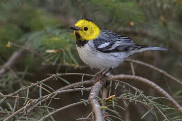 Hermit Warbler (Setophaga occidentalis) perched on a branch in Washington State, USA