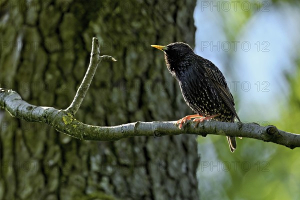 Starling (Sturnus vulgaris), sitting on a branch, Flachsee nature reserve, Reusstal, Freiamt, Canton Aargau, Switzerland