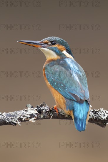 Common kingfisher (Alcedo atthis) adult female bird on a tree branch, England, United Kingdom