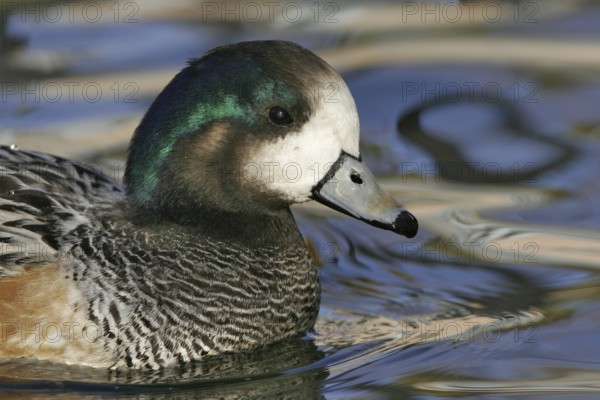 Chiloe Wigeon (Mareca sibilatrix), New Mexico, USA